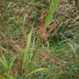 Phragmites australis at McKellar, ACT - 4 Apr 2024 10:11 AM