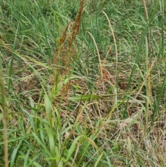 Phragmites australis at McKellar, ACT - 4 Apr 2024 10:11 AM