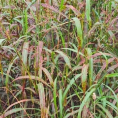 Phragmites australis at McKellar, ACT - 4 Apr 2024 10:11 AM