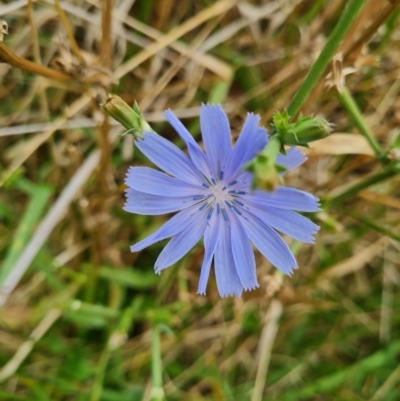 Cichorium intybus (Chicory) at McKellar, ACT - 4 Apr 2024 by WalkYonder