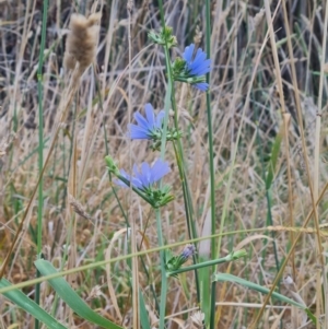 Cichorium intybus at McKellar, ACT - 4 Apr 2024 09:07 AM