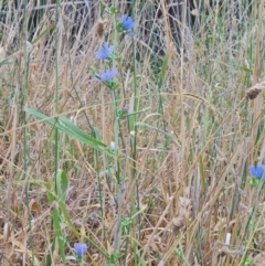 Cichorium intybus at McKellar, ACT - 4 Apr 2024 09:07 AM