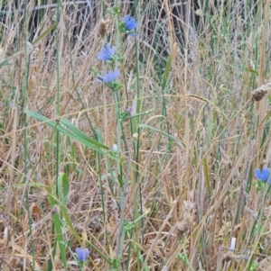 Cichorium intybus at McKellar, ACT - 4 Apr 2024 09:07 AM