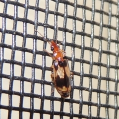 Trigonothops sp. (genus) (Bark carab beetle) at Conder, ACT - 11 Nov 2023 by michaelb