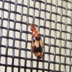 Trigonothops sp. (genus) at Pollinator-friendly garden Conder - 11 Nov 2023