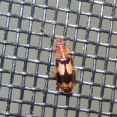 Trigonothops sp. (genus) at Pollinator-friendly garden Conder - 11 Nov 2023