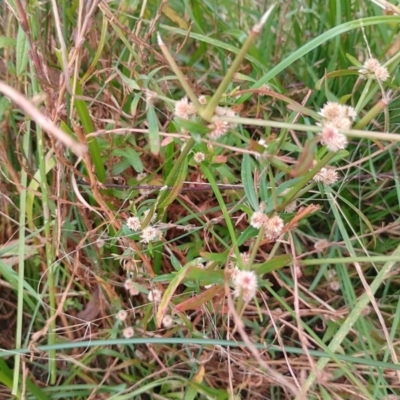 Alternanthera denticulata (Lesser Joyweed) at Symonston, ACT - 4 Apr 2024 by CallumBraeRuralProperty