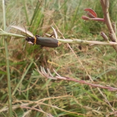 Chauliognathus lugubris (Plague Soldier Beetle) at Symonston, ACT - 4 Apr 2024 by CallumBraeRuralProperty