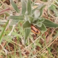 Micraspis frenata at Symonston, ACT - 4 Apr 2024 12:35 PM