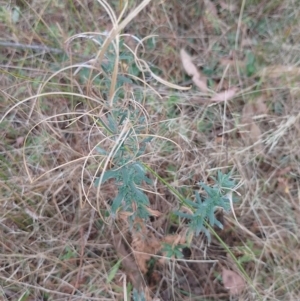 Epilobium billardiereanum subsp. cinereum at Symonston, ACT - 4 Apr 2024