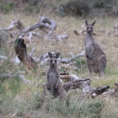 Macropus giganteus (Eastern Grey Kangaroo) at The Fair, Watson - 3 Apr 2024 by HappyWanderer