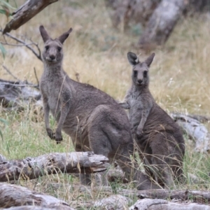 Macropus giganteus at The Fair, Watson - 4 Apr 2024