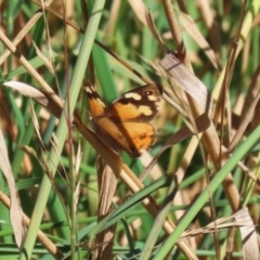 Heteronympha merope (Common Brown Butterfly) at Fyshwick, ACT - 3 Apr 2024 by RodDeb