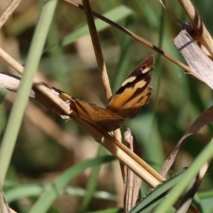 Heteronympha merope at Jerrabomberra Wetlands - 3 Apr 2024 02:32 PM