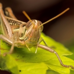 Austracris guttulosa (Spur-throated Locust) at Lyons, ACT - 4 Apr 2024 by Gallpix