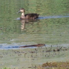 Hydromys chrysogaster at Jerrabomberra Wetlands - 3 Apr 2024