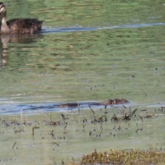 Hydromys chrysogaster at Jerrabomberra Wetlands - 3 Apr 2024