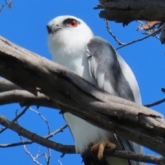 Elanus axillaris (Black-shouldered Kite) at Fyshwick, ACT - 3 Apr 2024 by RodDeb