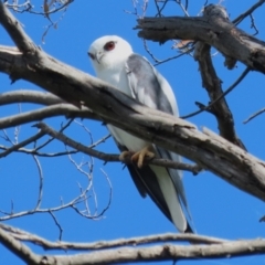 Elanus axillaris at Jerrabomberra Wetlands - 3 Apr 2024