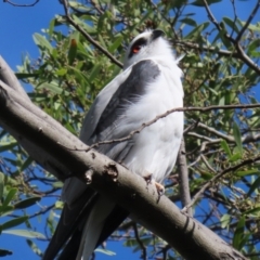 Elanus axillaris at Jerrabomberra Wetlands - 3 Apr 2024