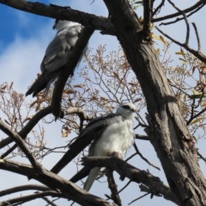 Elanus axillaris at Jerrabomberra Wetlands - 3 Apr 2024