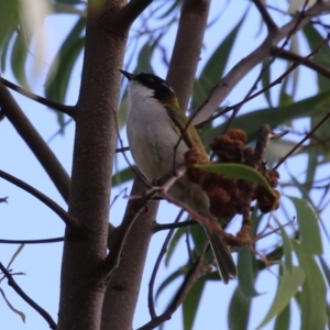 Melithreptus lunatus at Jerrabomberra Wetlands - 3 Apr 2024