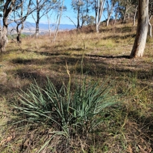 Dianella sp. aff. longifolia (Benambra) at The Pinnacle - 3 Apr 2024