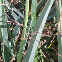 Dianella sp. aff. longifolia (Benambra) at The Pinnacle - 3 Apr 2024 10:08 AM