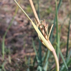 Dianella sp. aff. longifolia (Benambra) at The Pinnacle - 3 Apr 2024 10:08 AM