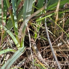 Dianella sp. aff. longifolia (Benambra) at The Pinnacle - 3 Apr 2024 10:08 AM