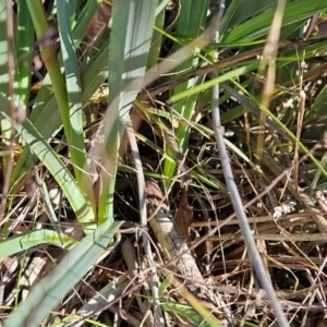 Dianella sp. aff. longifolia (Benambra) at The Pinnacle - 3 Apr 2024 10:08 AM