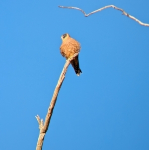 Falco longipennis at Gelston Park, NSW - suppressed