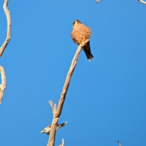 Falco longipennis at Gelston Park, NSW - suppressed