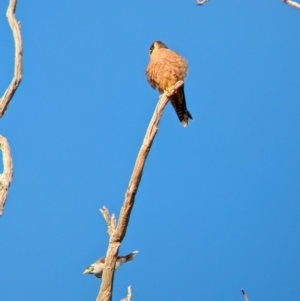 Falco longipennis at Gelston Park, NSW - 4 Apr 2024