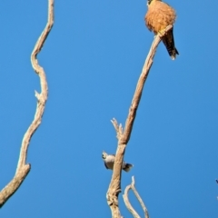 Falco longipennis at Gelston Park, NSW - suppressed