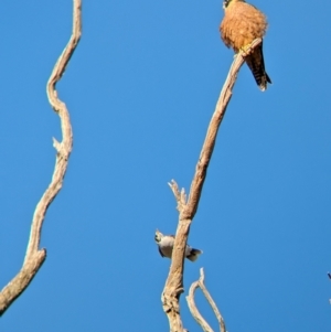 Falco longipennis at Gelston Park, NSW - 4 Apr 2024