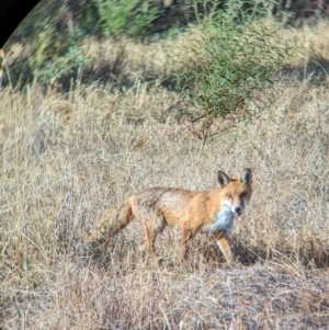 Vulpes vulpes (Red Fox) at suppressed by Darcy
