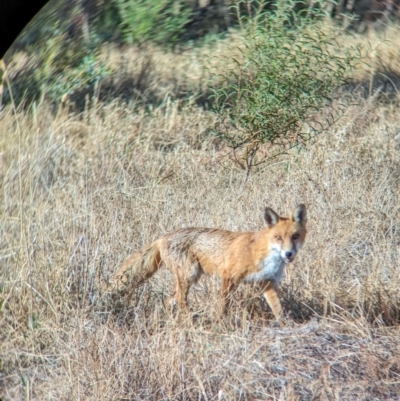 Vulpes vulpes (Red Fox) at suppressed - 3 Apr 2024 by Darcy