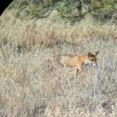 Vulpes vulpes at Gelston Park, NSW - suppressed