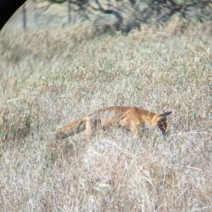 Vulpes vulpes at Gelston Park, NSW - suppressed