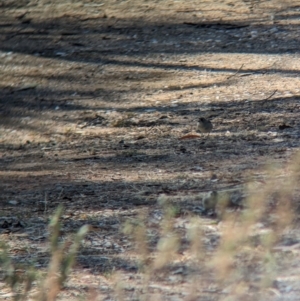 Aphelocephala leucopsis at Gelston Park, NSW - suppressed