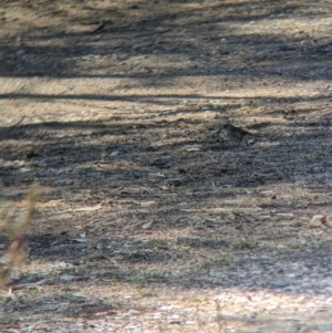 Aphelocephala leucopsis at Gelston Park, NSW - suppressed