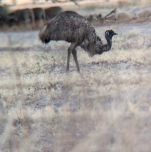 Dromaius novaehollandiae (Emu) at Mangoplah, NSW by Darcy