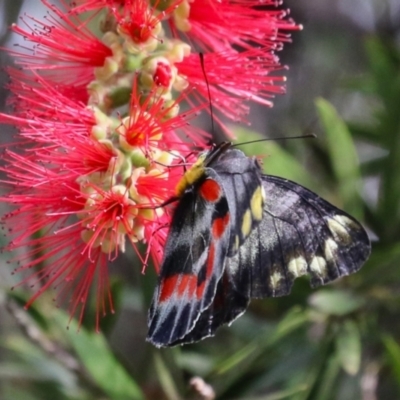 Delias harpalyce (Imperial Jezebel) at Macarthur, ACT - 4 Apr 2024 by RodDeb