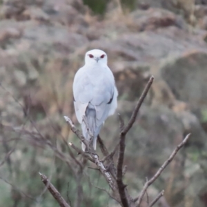 Elanus axillaris at Point Hut to Tharwa - 4 Apr 2024 12:55 PM