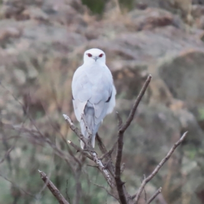 Elanus axillaris (Black-shouldered Kite) at Gordon, ACT - 4 Apr 2024 by RodDeb