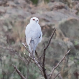 Elanus axillaris at Point Hut to Tharwa - 4 Apr 2024 12:55 PM