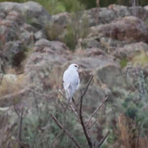 Elanus axillaris at Point Hut to Tharwa - 4 Apr 2024 12:55 PM