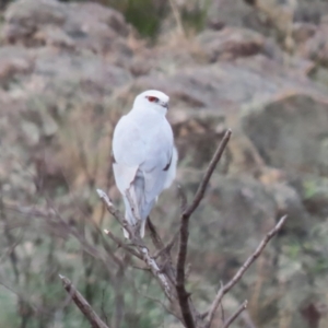 Elanus axillaris at Point Hut to Tharwa - 4 Apr 2024 12:55 PM