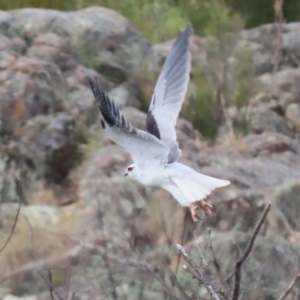 Elanus axillaris at Point Hut to Tharwa - 4 Apr 2024 12:55 PM